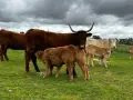 Vacas y terneros en un prado verde. Aquí es de donde viene la ternera, cuidada por su madre.