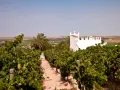 Viñedos en la Finca Moncloa, con un edificio blanco de estilo árabe al fondo. Las opiniones sobre su vino son muy positivas.