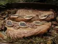 Ternera al horno jugosa, tierna y dorada, servida con champiñones, cebolla y romero fresco. ¡Un festín para los sentidos!