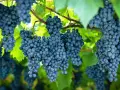 Racimos de uvas oscuras cuelgan de una vid. La **cepa de uva** muestra su madurez bajo la luz del sol.