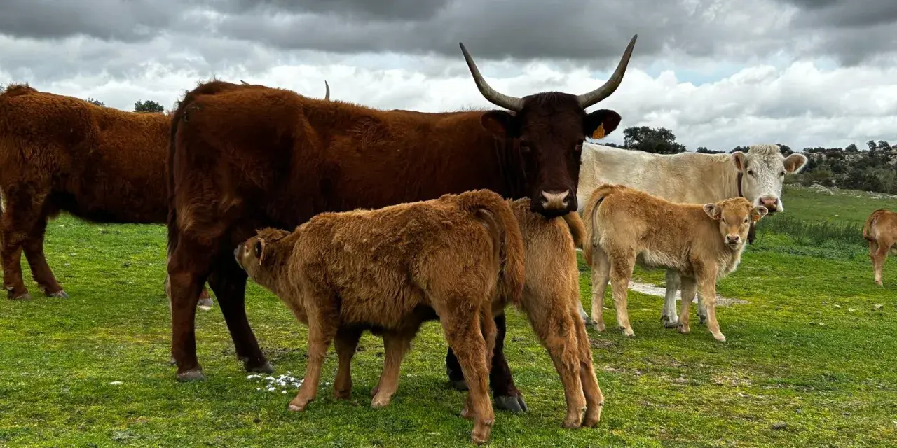Vacas y terneros en un prado verde. Aquí es de donde viene la ternera, cuidada por su madre.