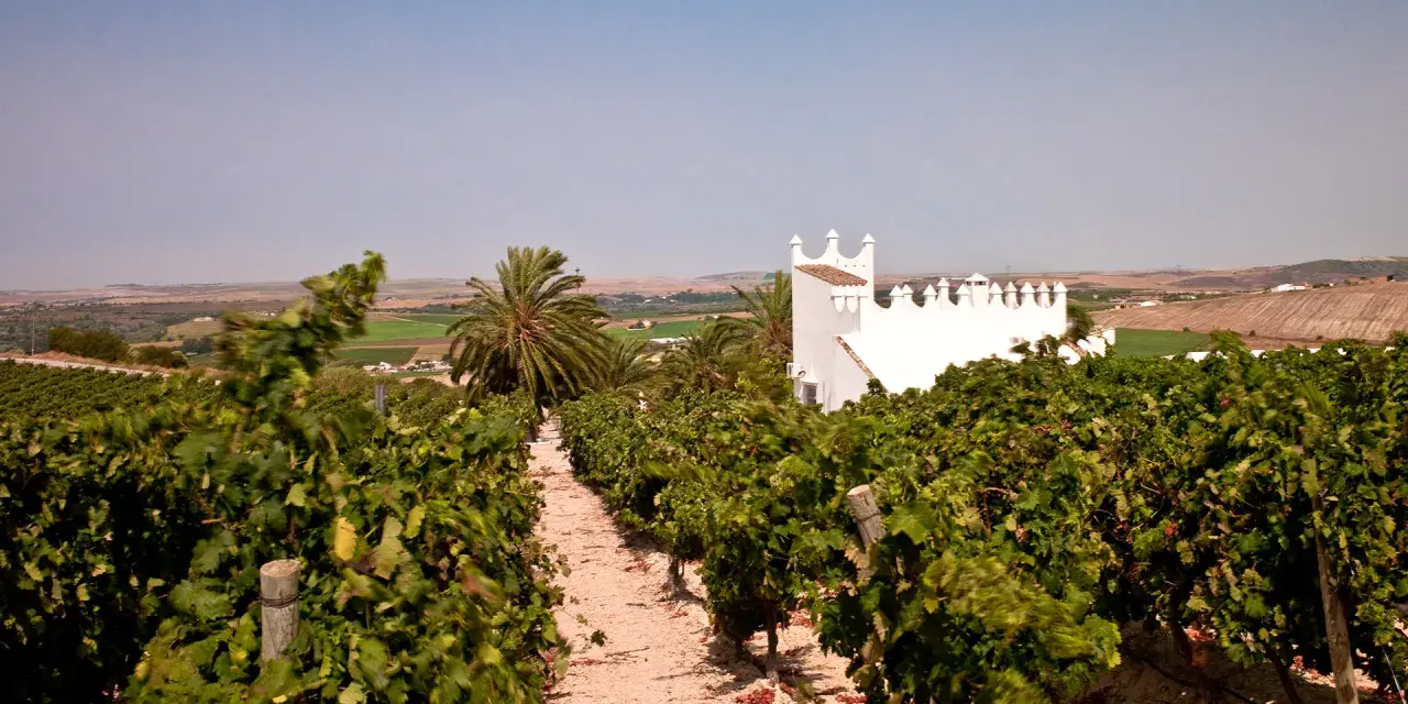 Viñedos en la Finca Moncloa, con un edificio blanco de estilo árabe al fondo. Las opiniones sobre su vino son muy positivas.