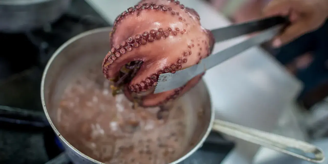 Un pulpo rosado, con sus ventosas visibles, es retirado de una olla burbujeante con pinzas. El proceso de cocer pulpo está en marcha.