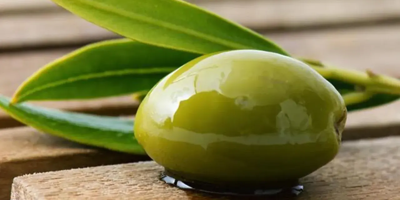 Aceituna verde brillante, recién cosechada, con hojas de olivo. Un verdeo que es pura frescura y sabor mediterráneo.