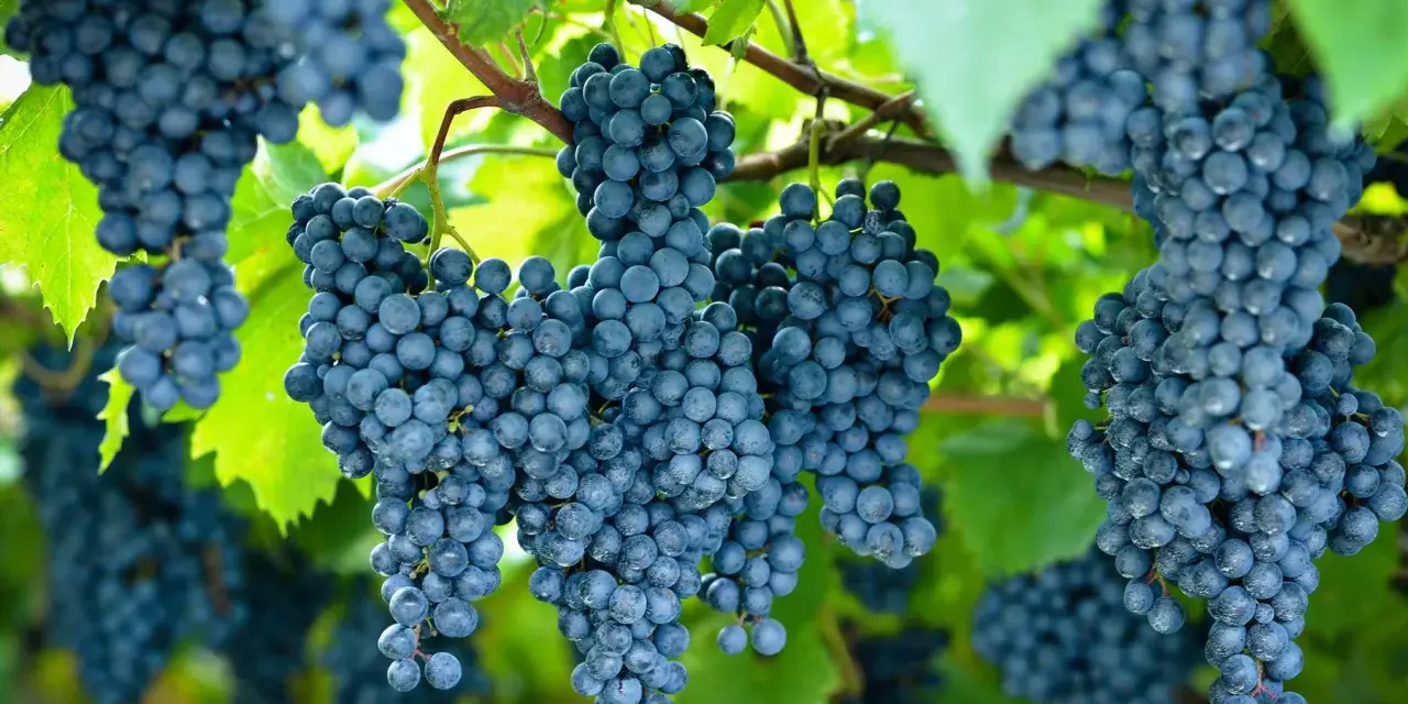 Racimos de uvas oscuras cuelgan de una vid. La **cepa de uva** muestra su madurez bajo la luz del sol.