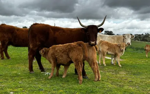 Vacas y terneros en un prado verde. Aquí es de donde viene la ternera, cuidada por su madre.