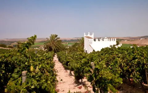 Viñedos en la Finca Moncloa, con un edificio blanco de estilo árabe al fondo. Las opiniones sobre su vino son muy positivas.