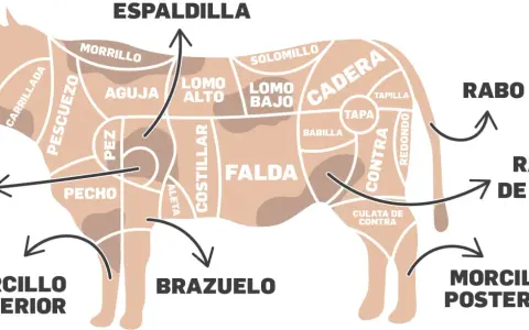 Diagrama de las partes de la vaca para niños, mostrando cortes como espaldilla, falda, rabo y morcillo.