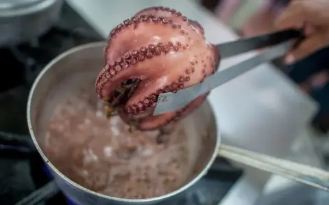 Un pulpo rosado, con sus ventosas visibles, es retirado de una olla burbujeante con pinzas. El proceso de cocer pulpo está en marcha.