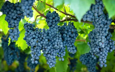 Racimos de uvas oscuras cuelgan de una vid. La **cepa de uva** muestra su madurez bajo la luz del sol.