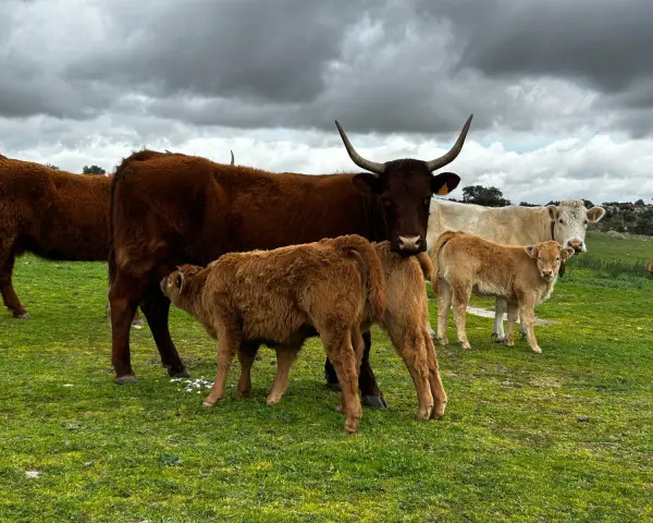Vacas y terneros en un prado verde. Aquí es de donde viene la ternera, cuidada por su madre.