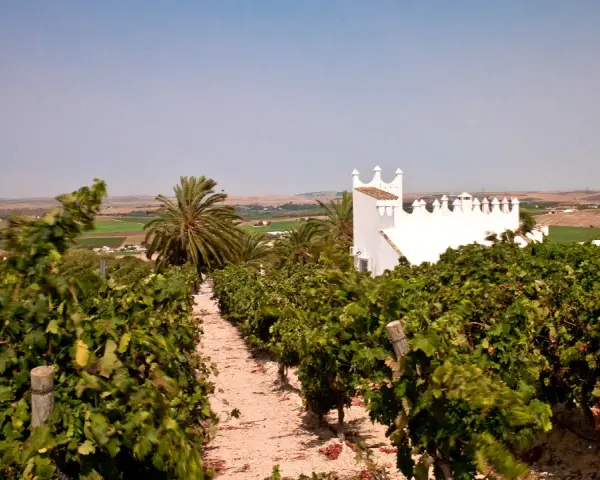 Viñedos en la Finca Moncloa, con un edificio blanco de estilo árabe al fondo. Las opiniones sobre su vino son muy positivas.