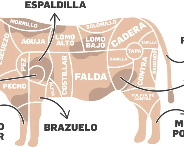 Diagrama de las partes de la vaca para niños, mostrando cortes como espaldilla, falda, rabo y morcillo.