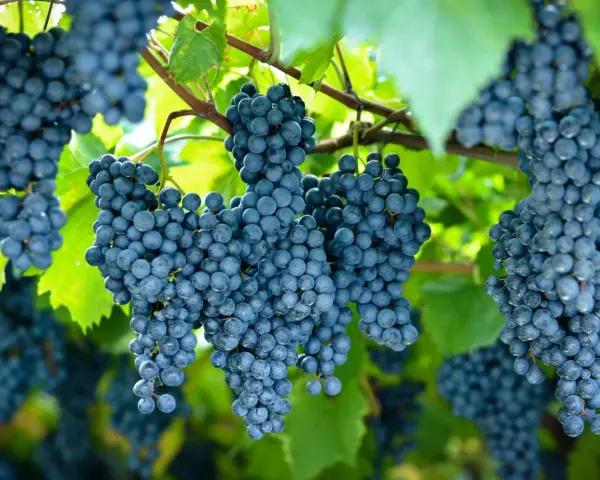 Racimos de uvas oscuras cuelgan de una vid. La **cepa de uva** muestra su madurez bajo la luz del sol.