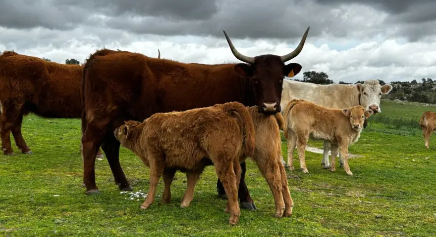 Vacas y terneros en un prado verde. Aquí es de donde viene la ternera, cuidada por su madre.