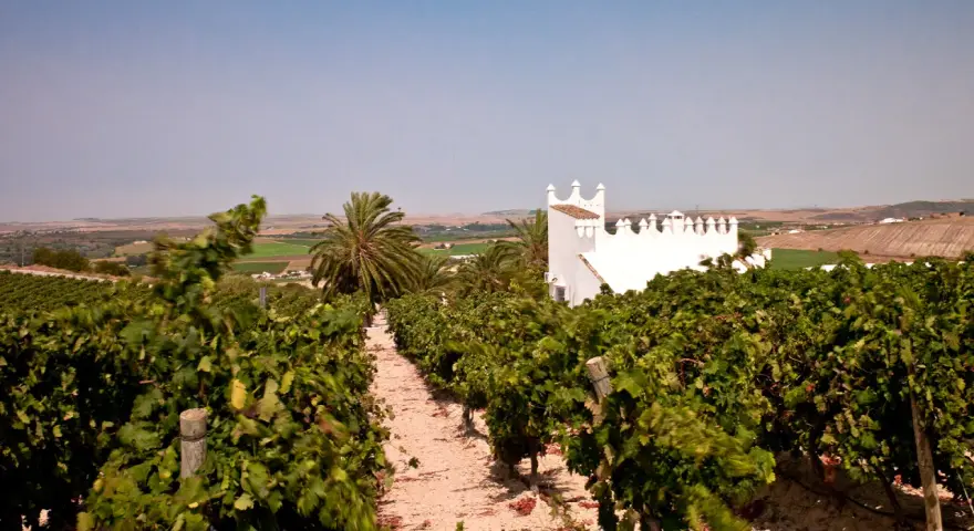 Viñedos en la Finca Moncloa, con un edificio blanco de estilo árabe al fondo. Las opiniones sobre su vino son muy positivas.