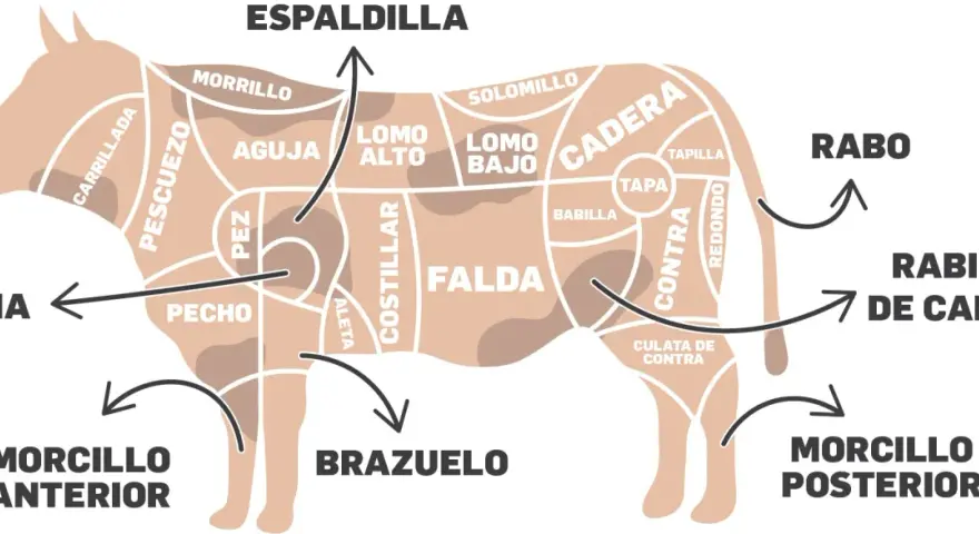 Diagrama de las partes de la vaca para niños, mostrando cortes como espaldilla, falda, rabo y morcillo.