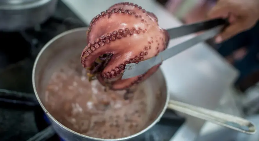 Un pulpo rosado, con sus ventosas visibles, es retirado de una olla burbujeante con pinzas. El proceso de cocer pulpo está en marcha.