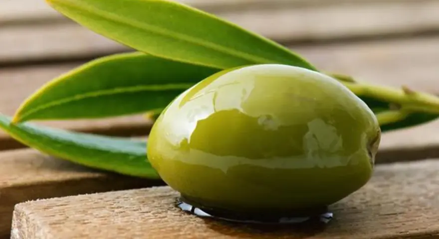 Aceituna verde brillante, recién cosechada, con hojas de olivo. Un verdeo que es pura frescura y sabor mediterráneo.