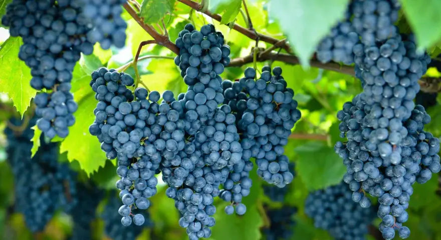 Racimos de uvas oscuras cuelgan de una vid. La **cepa de uva** muestra su madurez bajo la luz del sol.