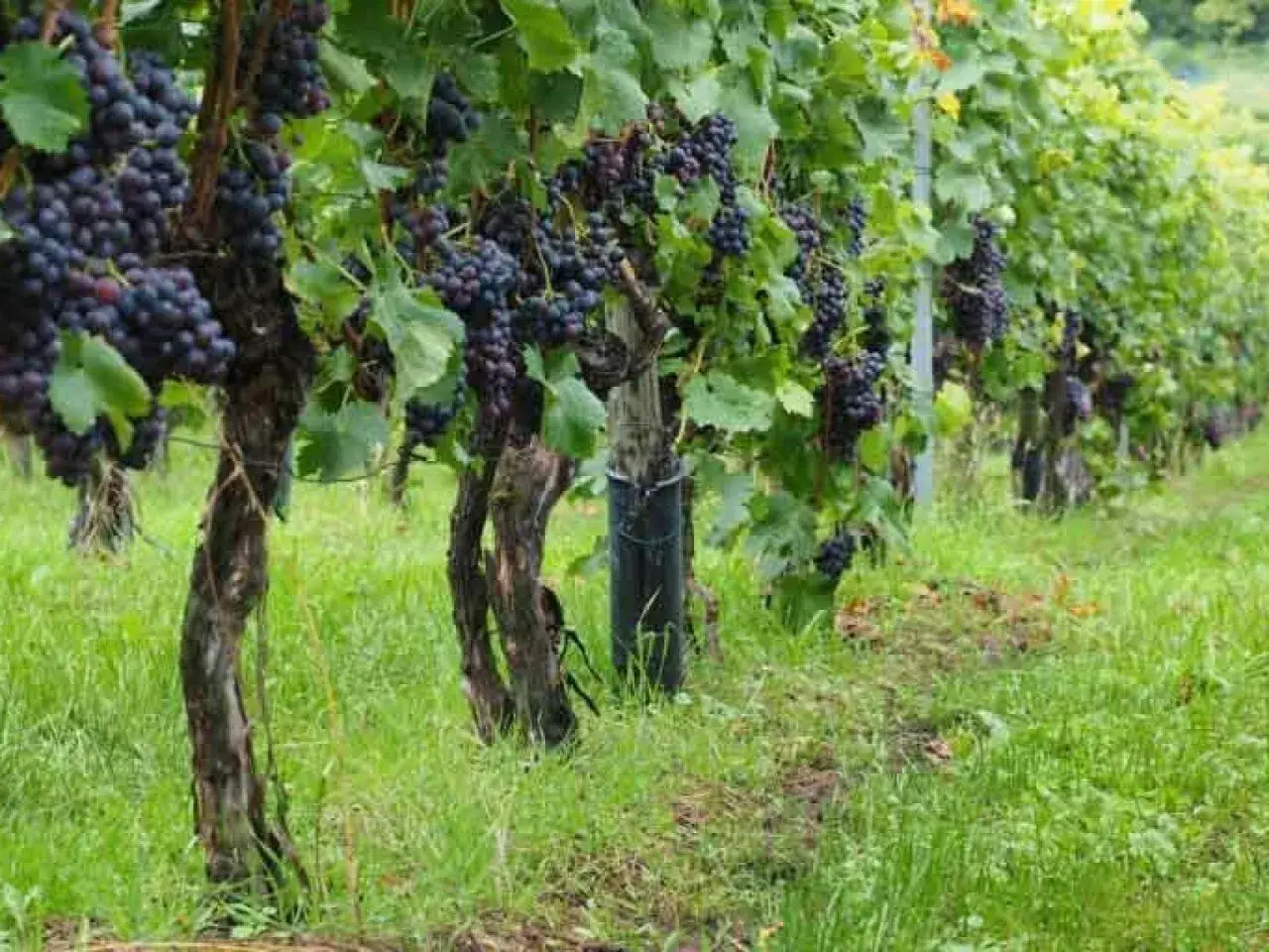 Viñedo con racimos de uva tinto fino madurando bajo el sol. Las vides se extienden en filas, cubiertas de hojas verdes y uvas oscuras.