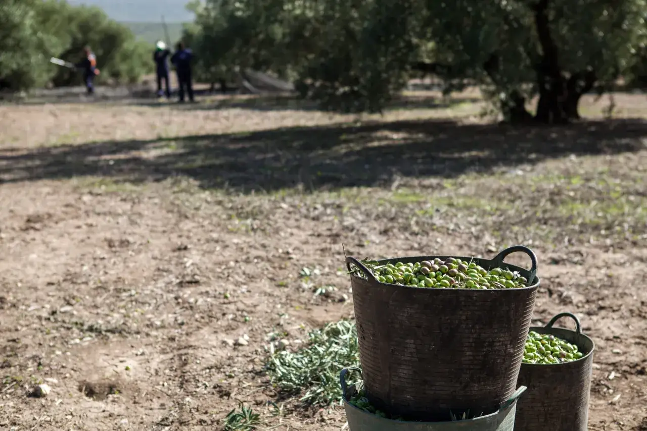 Cestas llenas de aceitunas verdes, listas para el verdeo. El campo y los olivos al fondo sugieren la recolección.