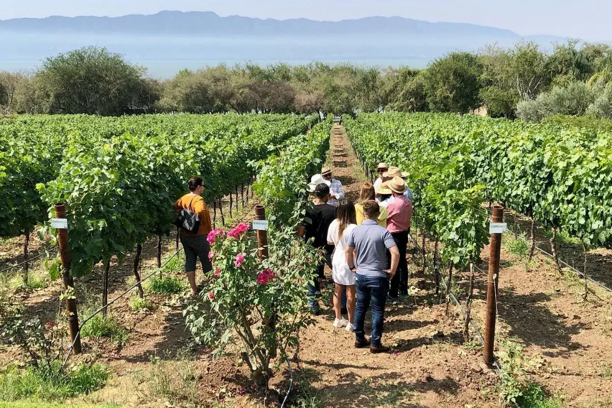 Un grupo de personas visita un viñedo, disfrutando de la experiencia de los vinos de Guadalajara con un paisaje de lago y montañas al fondo.