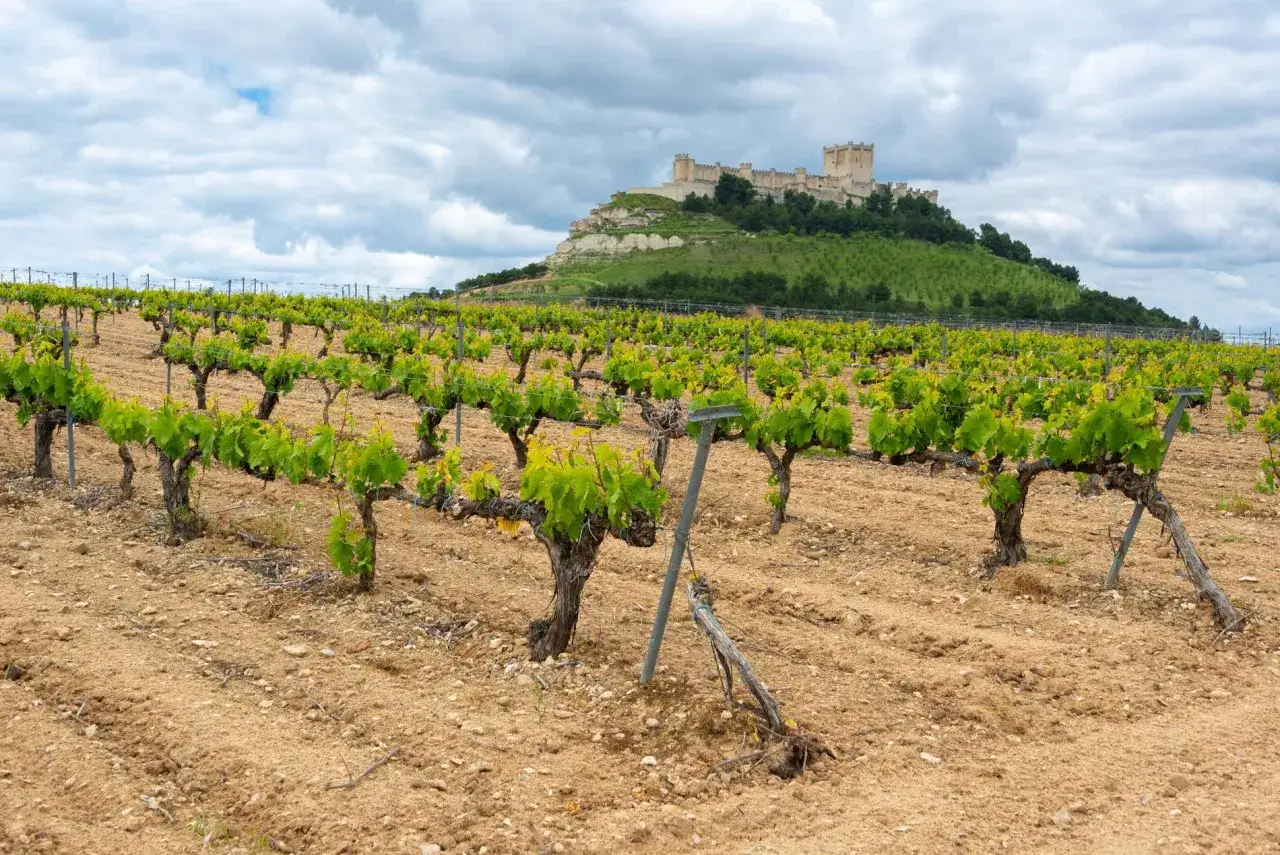 Viñedos en finca el caño con un castillo imponente en la colina al fondo.