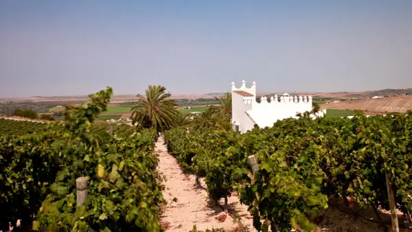 Viñedos en la Finca Moncloa, con un edificio blanco de estilo árabe al fondo. Las opiniones sobre su vino son muy positivas.