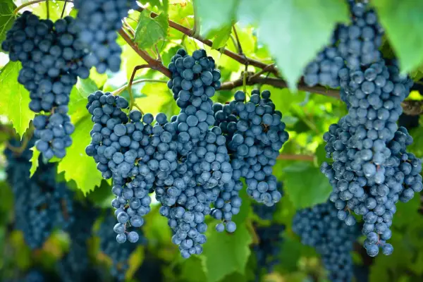 Racimos de uvas oscuras cuelgan de una vid. La **cepa de uva** muestra su madurez bajo la luz del sol.
